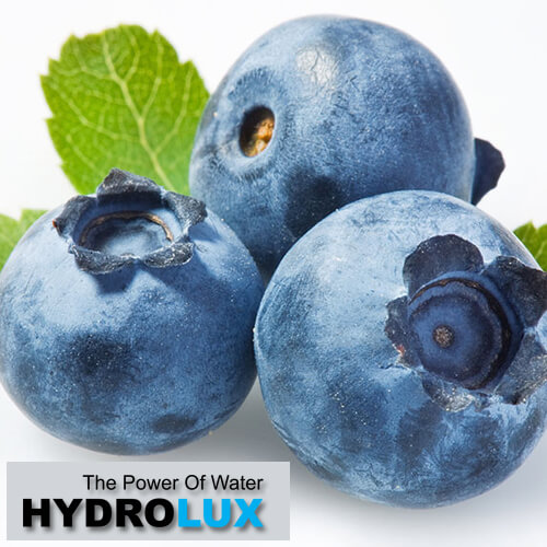 filteri za navodnjavanje borovnice